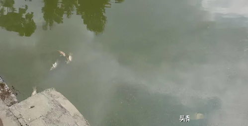 汽车冲进鱼塘索赔多少