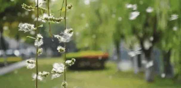 清理汽车柳絮费用多少