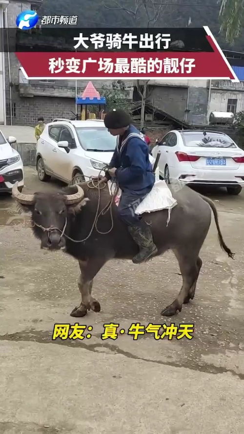 骑牛多少秒汽车