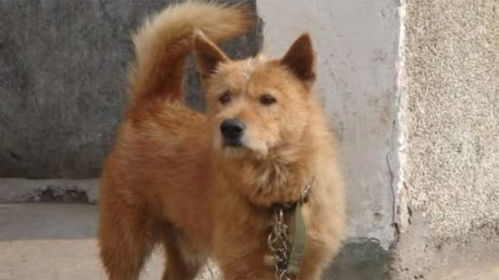 中国下司犬外网爆火 被称为中国狗王