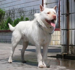 中国下司犬外网爆火 被称为中国狗王