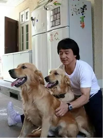 狗主人回应农村狗狗因霸气走红