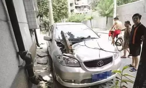 汽车可以放多少花盆