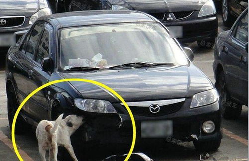 多少算是踹汽车