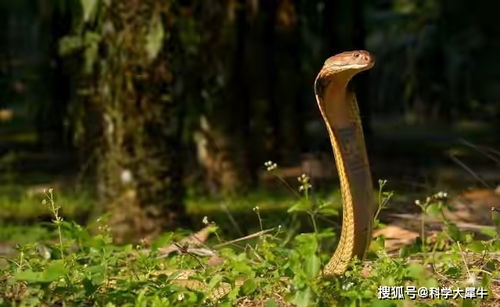 三亚常见毒蛇为竹叶青眼镜蛇