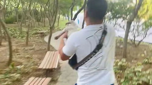 男子散步被青蛇咬伤后忍痛拍照