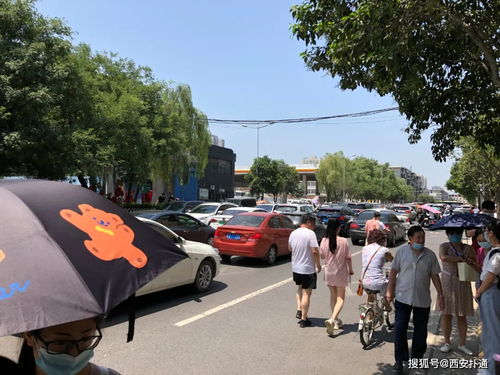 妈妈为高考儿子种出紫红色向日葵