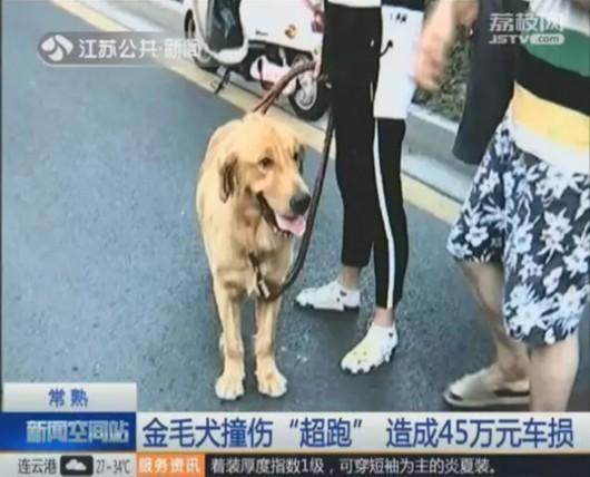 汽车撞死狗狗赔付多少