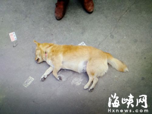 汽车撞死狗狗赔付多少