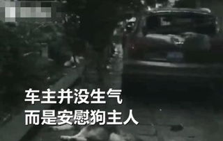 狗砸坏汽车赔偿多少