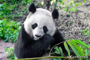 熊猫汽车整备质量多少